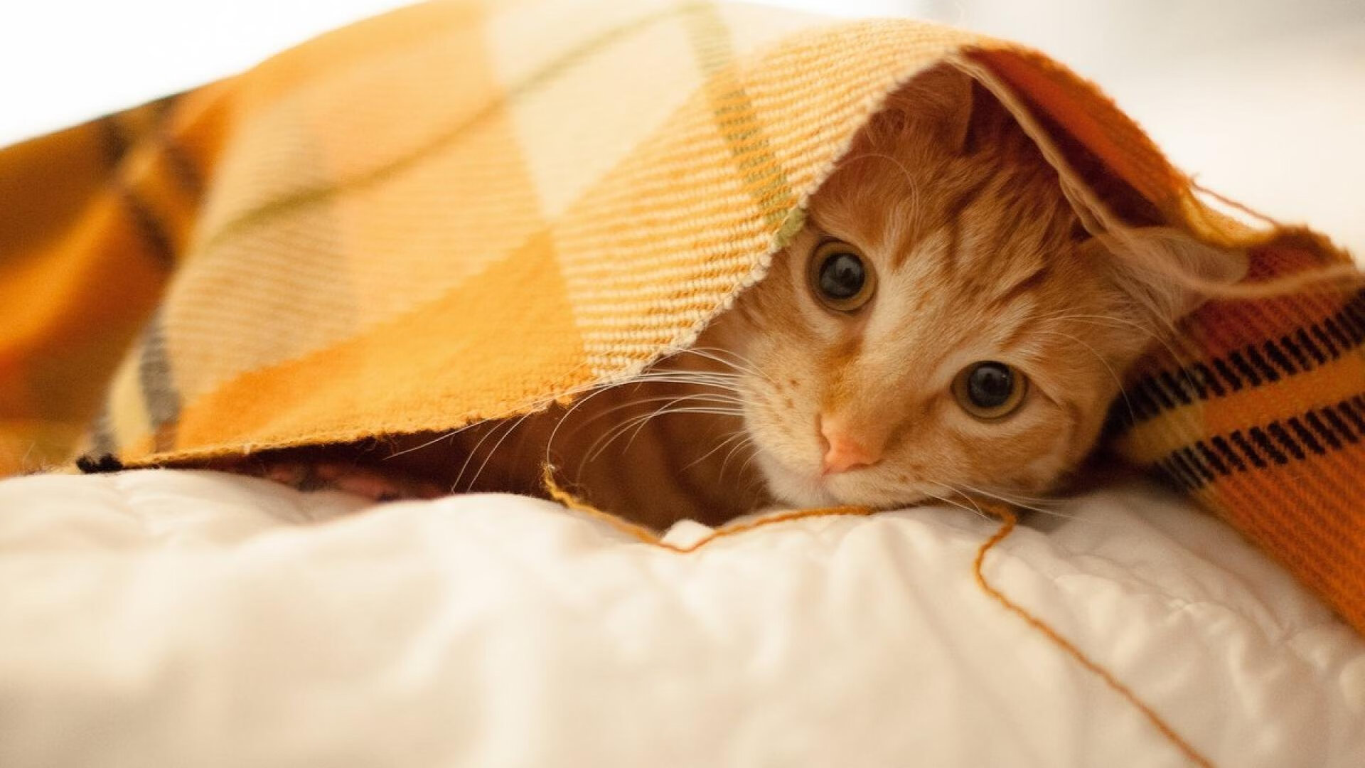 开云体育全站-意甲“明星战”，精彩表现助推球队升华，意甲大牌球星